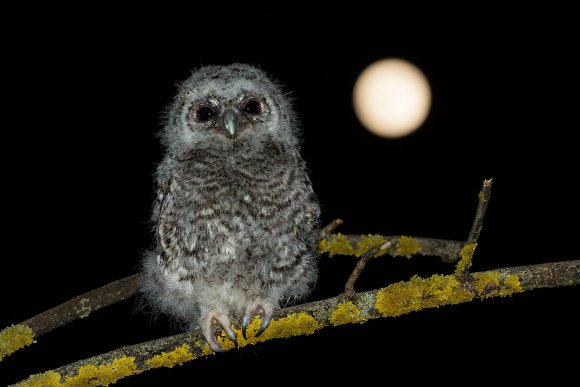 Allocco - Tawny owl (Strix aluco)