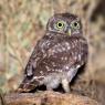 Civetta - Little owl (Athena noctua)