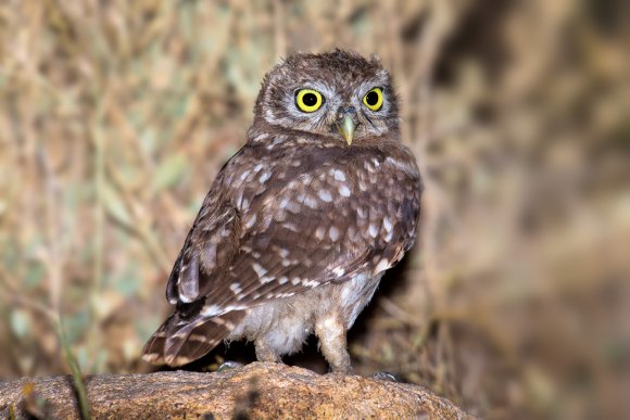 Civetta - Little owl (Athena noctua)