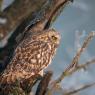 Gufo di Palude - Short eared Owl (Asio flammeus)