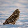 Gufo di Palude - Short eared Owl (Asio flammeus)