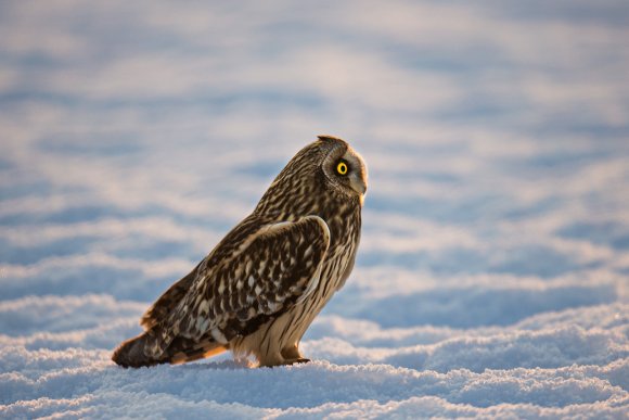 Gufo di Palude - Short eared Owl (Asio flammeus)