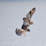 Gufo di Palude - Short eared Owl (Asio flammeus)