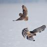 Gufo di Palude - Short eared Owl (Asio flammeus)