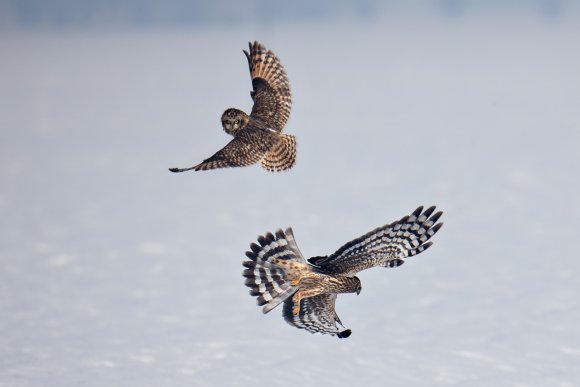 Gufo di Palude - Short eared Owl (Asio flammeus)