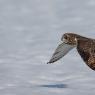 Gufo di Palude - Short eared Owl (Asio flammeus)