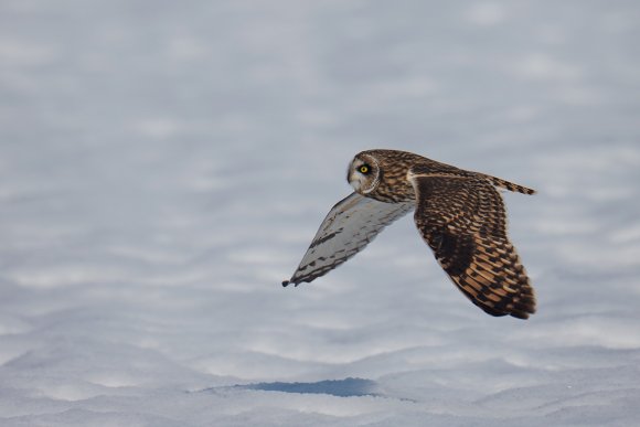 Gufo di Palude - Short eared Owl (Asio flammeus)