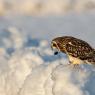 Gufo di Palude - Short eared Owl (Asio flammeus)