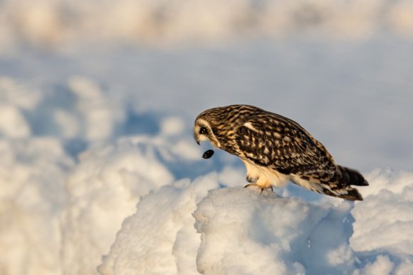 Gufo di Palude - Short eared Owl (Asio flammeus)