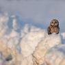 Gufo di Palude - Short eared Owl (Asio flammeus)