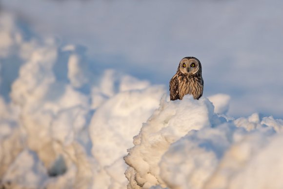 Gufo di Palude - Short eared Owl (Asio flammeus)