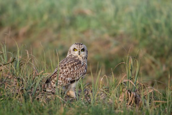 Gufo di palude - Short eared owl (Asio flammeus)