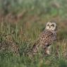 Gufo di palude - Short eared owl (Asio flammeus)