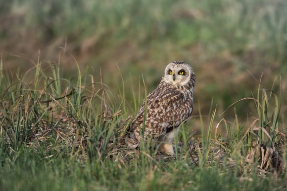 Gufo di palude - Short eared owl (Asio flammeus)