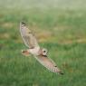 Gufo di palude - Short eared owl (Asio flammeus)