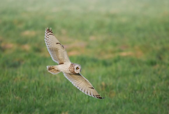 Gufo di palude - Short eared owl (Asio flammeus)