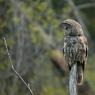 Allocco di Lapponia - Great grey owl (Strix nebulosa)