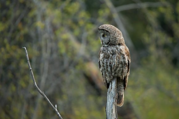 Allocco di Lapponia - Great grey owl (Strix nebulosa)