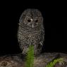 Allocco - Tawny owl (Strix aluco)