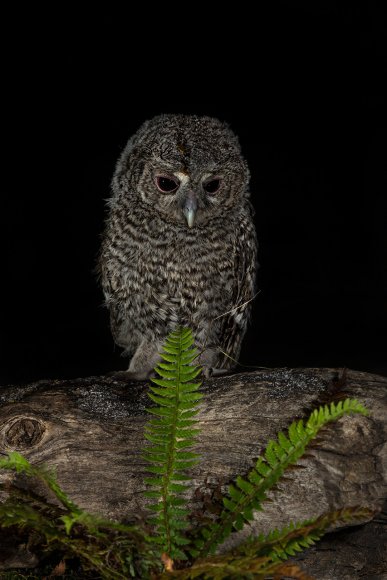 Allocco - Tawny owl (Strix aluco)