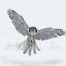 Ulula - Hawk owl (Surnia ulula)