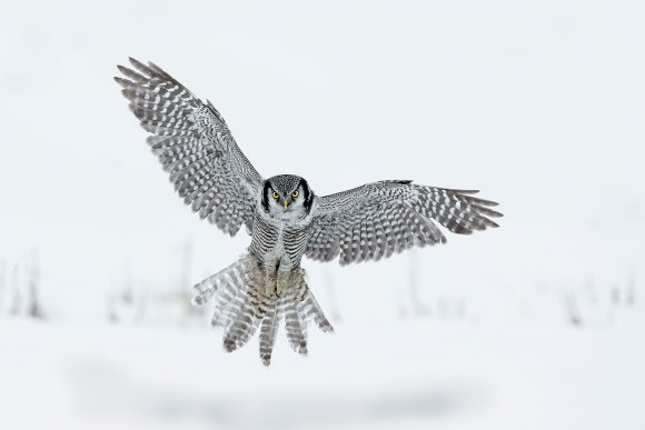 Ulula - Hawk owl (Surnia ulula)