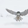 Ulula - Hawk owl (Surnia ulula)