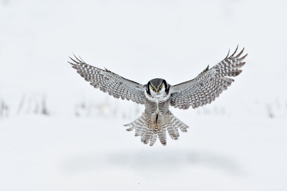 Ulula - Hawk owl (Surnia ulula)