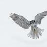 Ulula - Hawk owl (Surnia ulula)