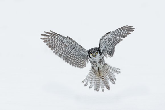 Ulula - Hawk owl (Surnia ulula)