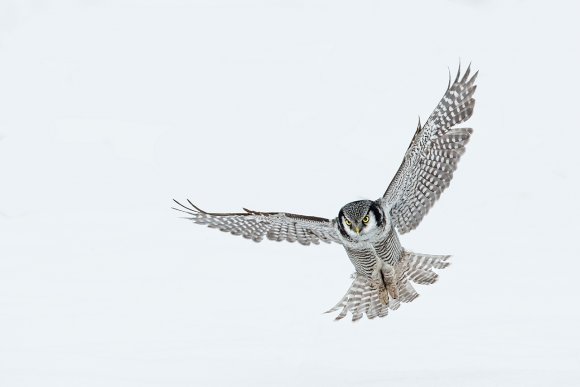 Ulula - Hawk owl (Surnia ulula)