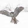 Ulula - Hawk owl (Surnia ulula)