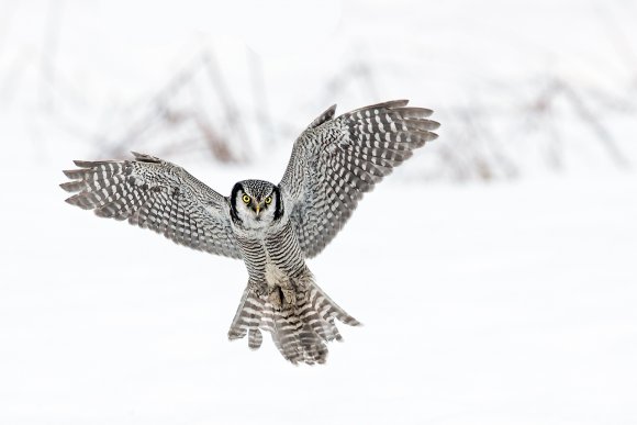 Ulula - Hawk owl (Surnia ulula)