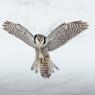 Ulula - Hawk owl (Surnia ulula)