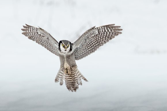 Ulula - Hawk owl (Surnia ulula)