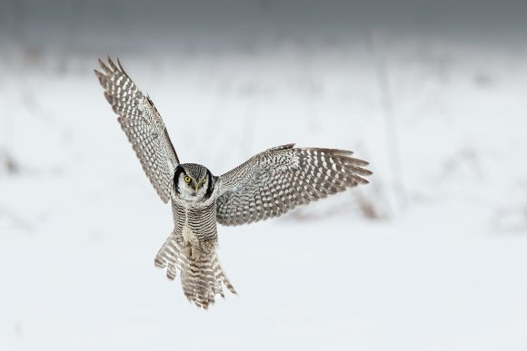 Ulula - Hawk owl (Surnia ulula)