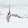 Ulula - Hawk owl (Surnia ulula)