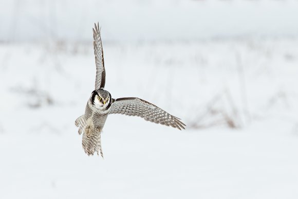 Ulula - Hawk owl (Surnia ulula)