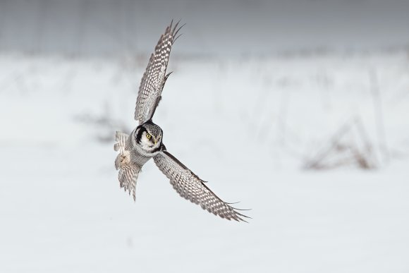 Ulula - Hawk owl (Surnia ulula)