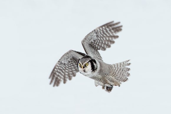 Ulula - Hawk owl (Surnia ulula)