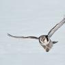 Ulula - Hawk owl (Surnia ulula)