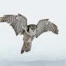 Ulula - Hawk owl (Surnia ulula)