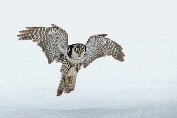 Ulula - Hawk owl (Surnia ulula)