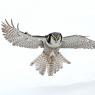 Ulula - Hawk owl (Surnia ulula)