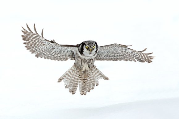 Ulula - Hawk owl (Surnia ulula)