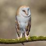 Barbagianni - Barn owl (Tyto alba)