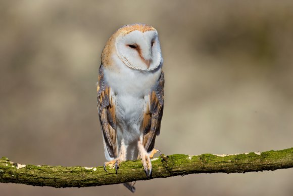 Barbagianni - Barn owl (Tyto alba)