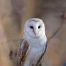 Barbagianni - Barn owl (Tyto alba)