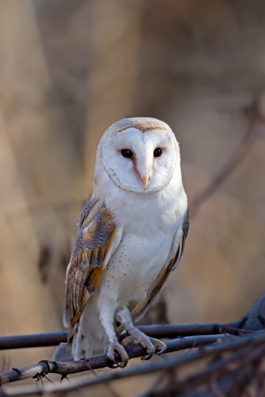 Barbagianni - Barn owl (Tyto alba)