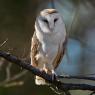 Barbagianni - Barn owl (Tyto alba)